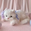 画像2: 【Vintage】Fluffy  blue eye kitty (2)