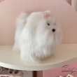 画像1:  【Vintage】Fluffy white maltese (1)