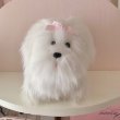 画像3:  【Vintage】Fluffy white maltese (3)